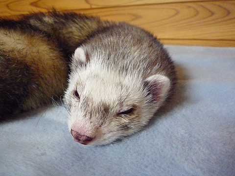 スヤスヤ、スヤスヤ