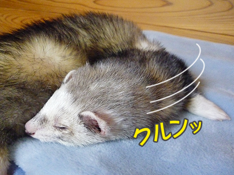 もっかい寝ます