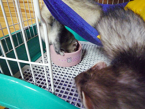 あ、お兄ちゃん、それは…