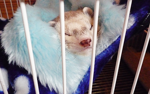 あ?、ヤル気でない…