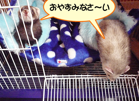 おやすみなさい