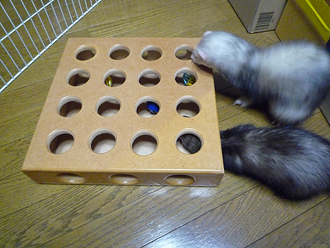 ハル、やってごらん