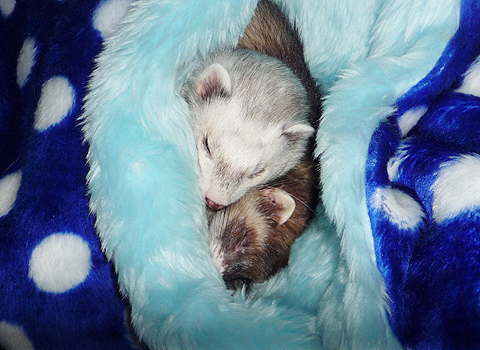 グ?グ?、スヤスヤ