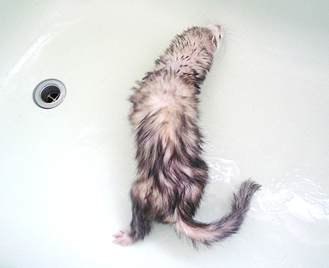 ブルブルブル！