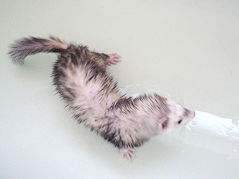 ヒィ?、洗われた?