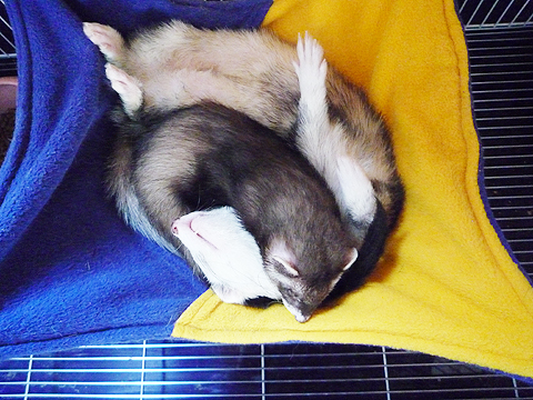 ハル、ちょっと苦しいよ