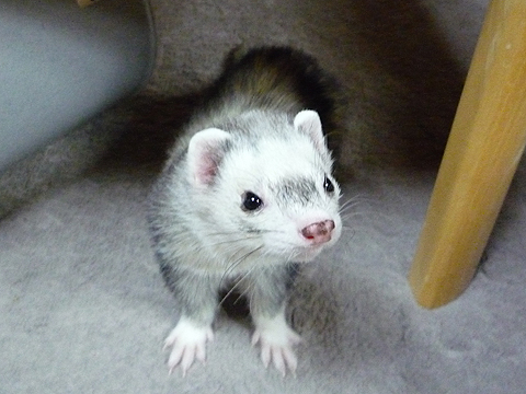 消えてるように見えた?