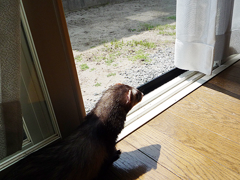 ソロリ、ソロリ