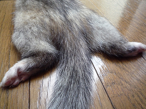 ダラペラ完成！