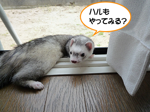 ハル、やってごらんよ