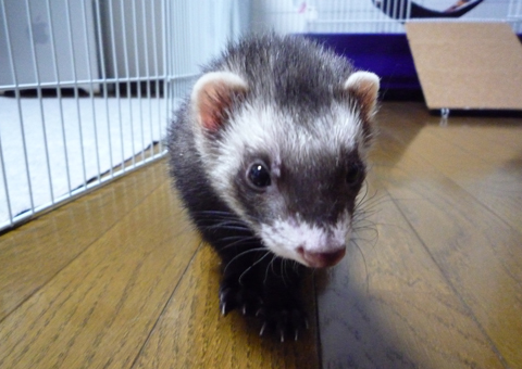 今度はワタシのかぁ