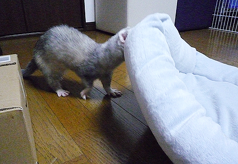 はぁ…、やっぱりない。