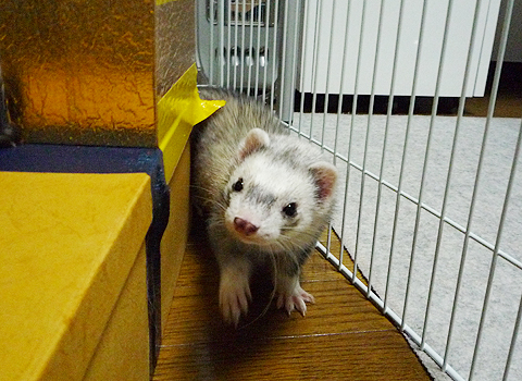 見つかったらコメントください。