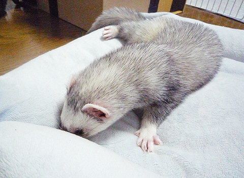 このフカフカにはボクの思い出が詰まってるんです。