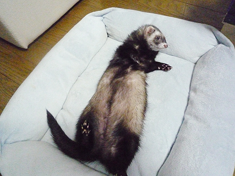 ワタシだけのクッション…