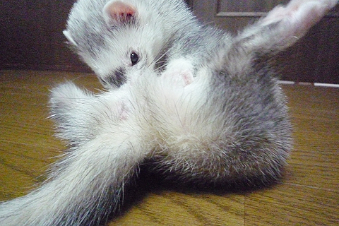 どこが痒いんだろう？