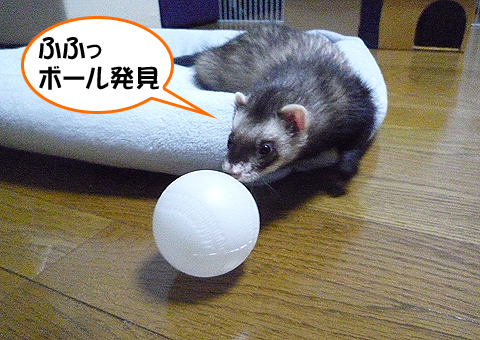 ボール発見です