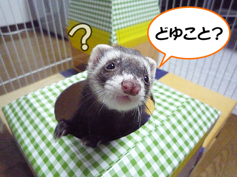 夢でも見たのでしょうか？