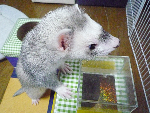 見えてるアレは何？