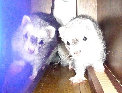 飛んじゃってタロウかハルか分かりません！