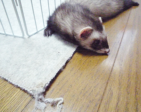 アタシじゃないもんね