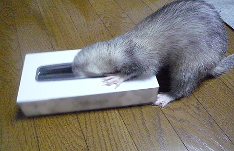 ティシュ切れですよ?