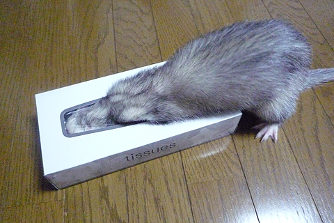 奥までグイグイ！