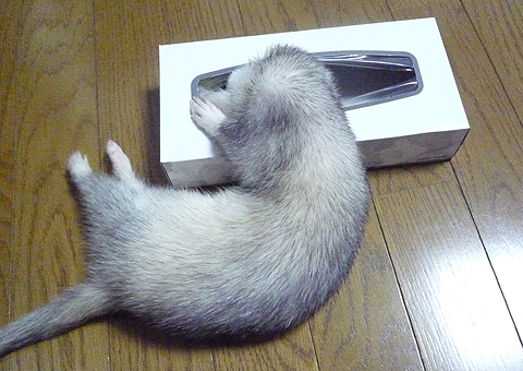 よれたティシュのつもり…