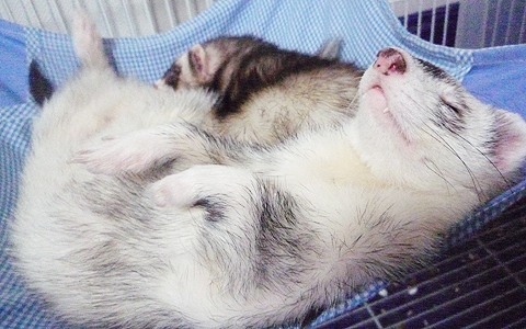 スーヤ、スーヤ