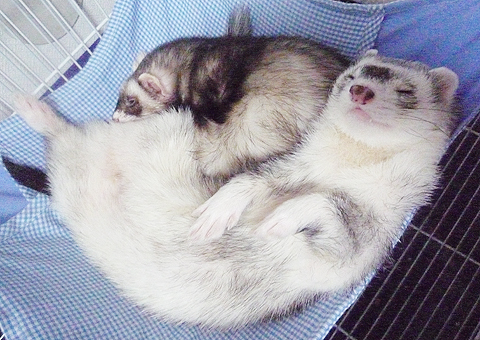 ムニャ、ムニャ…