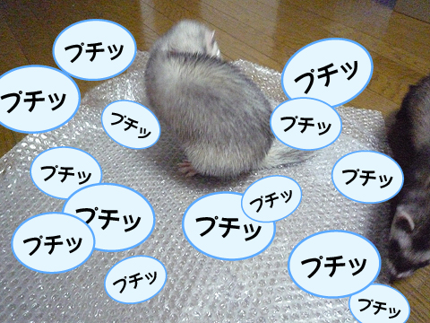 プチ、プチ、プチ、プチッ!!