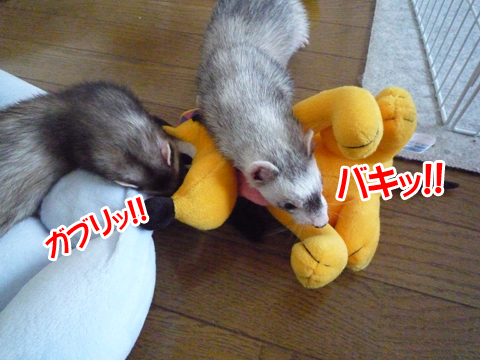 参ったと言え！