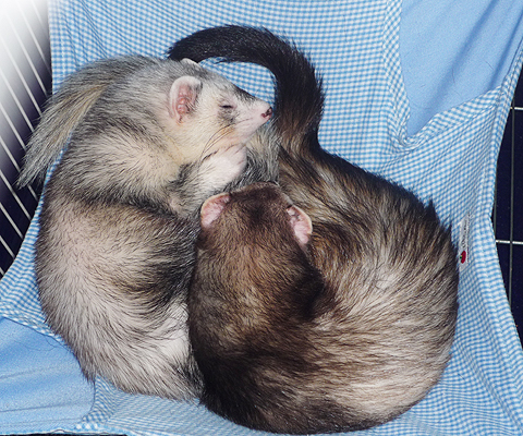 クンクン、クンクン…