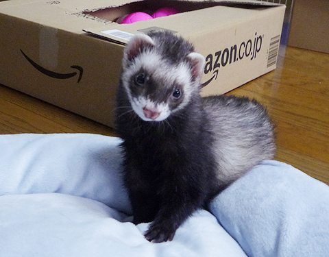 これでイチコロなのです