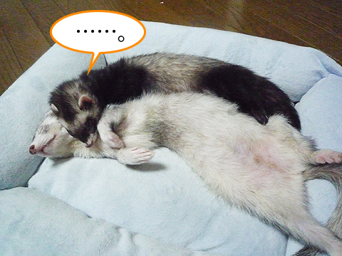 ……反応がない。