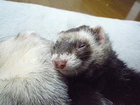 あ、落ちそう…