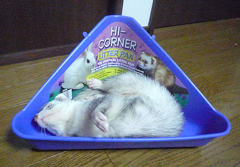 ヒンヤリしてて気持ちよかったんだもん