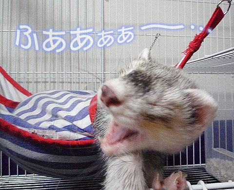 ふあああぁぁ??