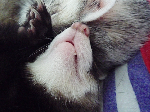 (本当は寝てるだけ…)