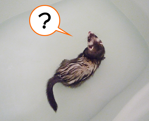 …？で、ワタシはどうすれば…？