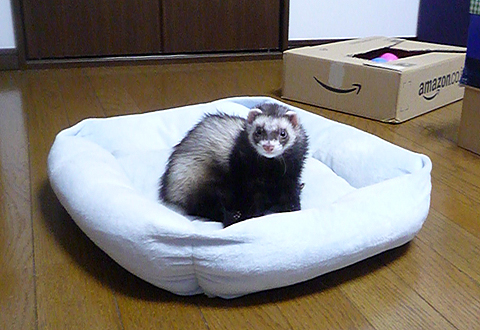 可愛いのはワタシだから！