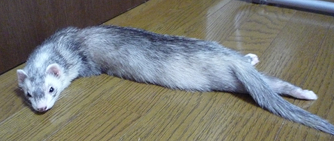 たぷたぷのお腹がポイントなんです