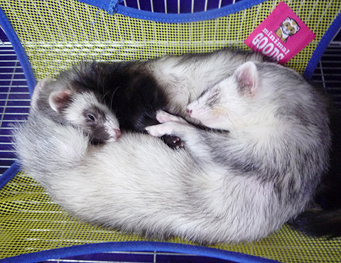 お腹がぷよぷよだよ、兄ちゃん