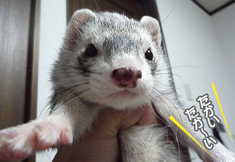 何が高いって？