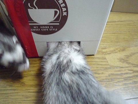 これはいったいなんでしょうか？