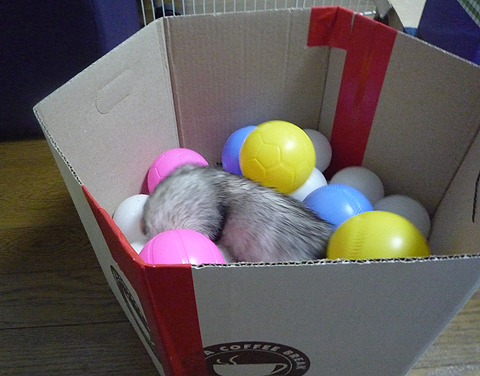 ボールがたくさんだ！