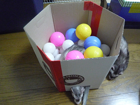 狭い所が好きなもんで…