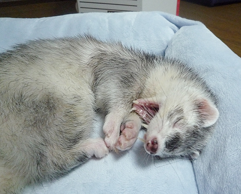 ムニャムニャ…