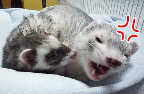 イラッァァァ!!!!!!!!