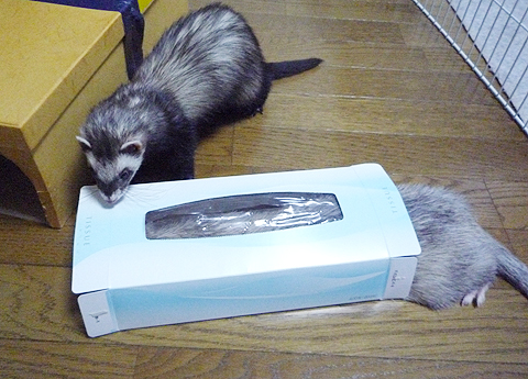 ワタシにもやらせて?！